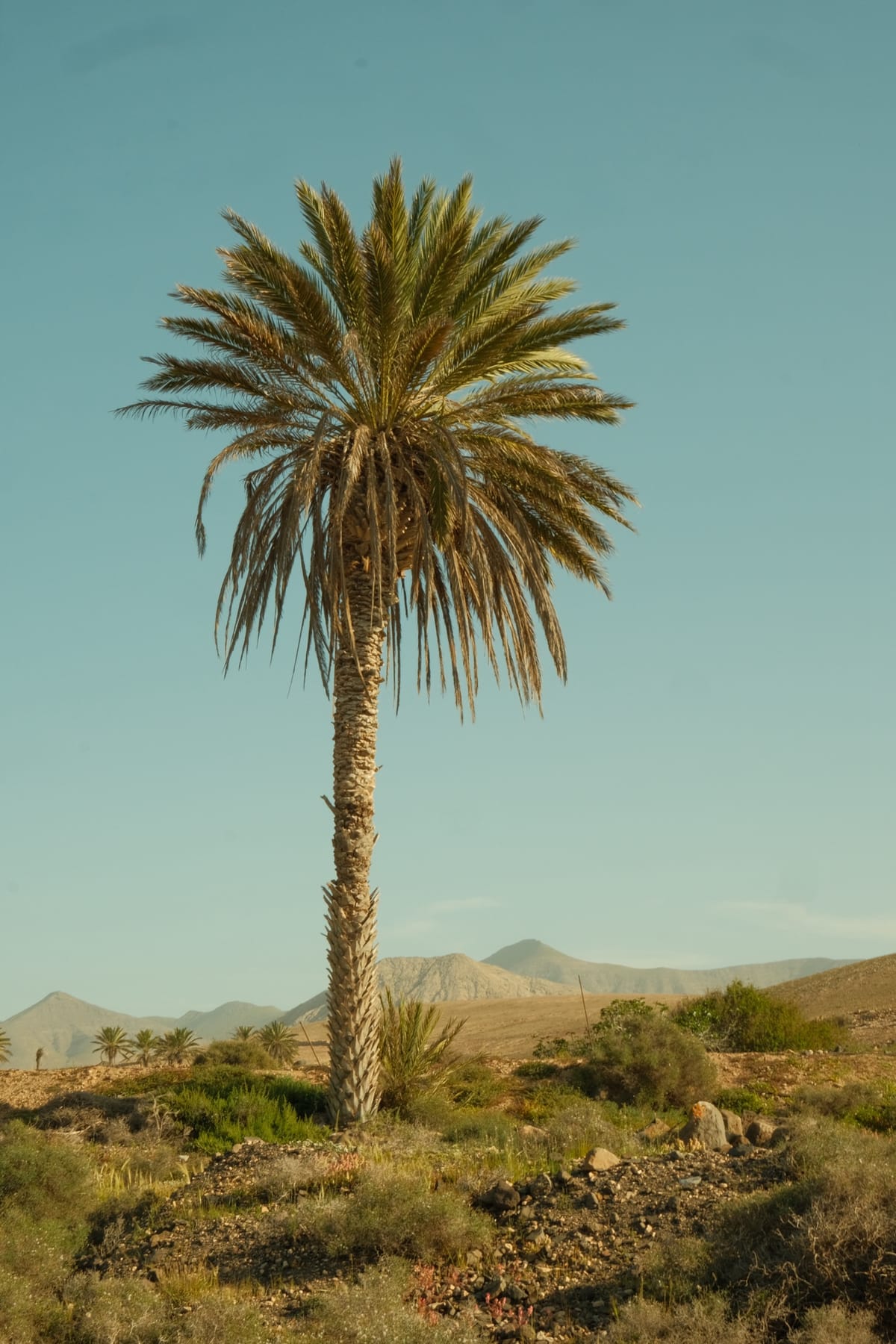 Eine einzelne Dattelpalme vor blauem Himmel, im Hintergrund kahle Berge.
